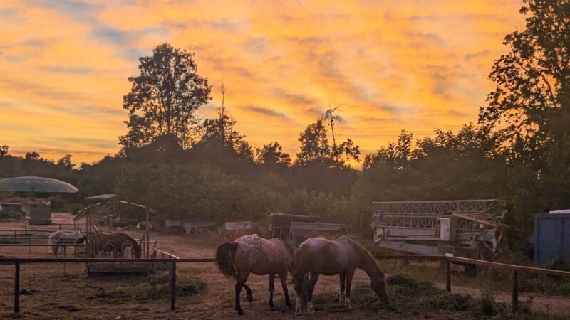 Il Grillo, quell’amore di famiglia per i Quarter horse