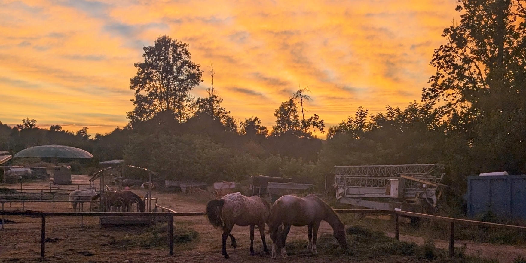 Il Grillo, quell’amore di famiglia per i Quarter horse